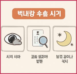 백내장 수술 시기, 언제가 ...